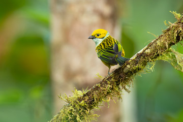 Silver-throated tanager (Tangara icterocephala) is a small passerine bird. This brightly coloured tanager is a resident from Costa Rica, through Panama and western Colombia, to western Ecuador.