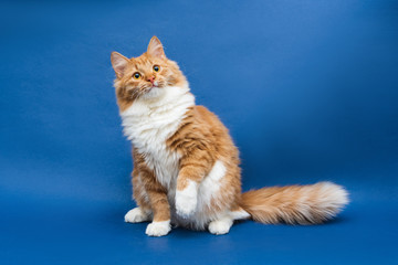 Sitting cute white-orange cat looking up and lifting a paw up. Dark blue background. Isolated