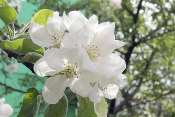 Flowers of apple tree on a green background in the garden, in a natural environment