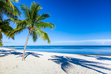 Fototapeta na wymiar Palm trees on sandy Smathers Beach on the Atlantic Ocean in Key West Florida on a blue sky summer day with no people