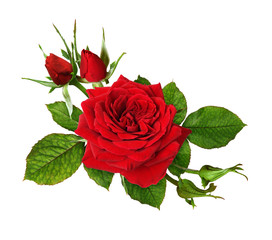 Red rose flower and green leaves in a floral arrangement
