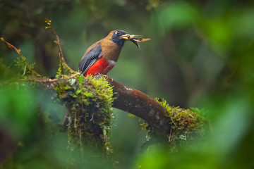 Masked trogon (Trogon personatus) is a species of bird in the family Trogonidae. It is fairly common in humid highland forests in South America, mainly the Andes and tepuis. 