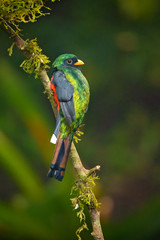 Masked trogon (Trogon personatus) is a species of bird in the family Trogonidae. It is fairly common in humid highland forests in South America, mainly the Andes and tepuis. 