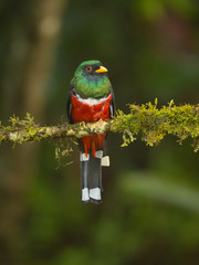 Masked trogon (Trogon personatus) is a species of bird in the family Trogonidae. It is fairly common in humid highland forests in South America, mainly the Andes and tepuis. 