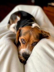 Beagle Puppy Lays In Lap And Looks Lovingly Towards Owner