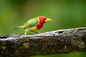 Fototapeta na wymiar Red-headed barbet (Eubucco bourcierii) is a species of bird in the family Capitonidae. It is found in humid highland forest in Costa Rica and Panama, as well as the Andes