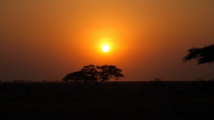 African sunset with yellow sun and bright orange sky over lonely trees of the savannah of Tanzania