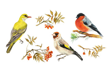 Three birds: Goldfinch bird (Carduelis), Oriole, yellow bird, bullfinch bird (Carduelis), and rowan branches with leaves and berries. Set. Watercolor. Isolated