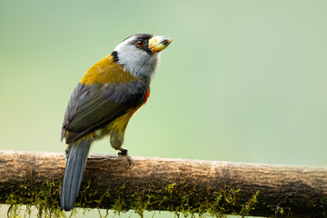 toucan barbet (Semnornis ramphastinus) is a barbet native to western Ecuador and Colombia.