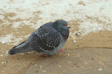 City pigeons walks on the dirty snow and frozen sand. Urban wildlife. Beautiful animal