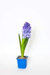Naklejka na ściany i meble Blue hyacinth flower isolated on white background. Blue spring flower close up