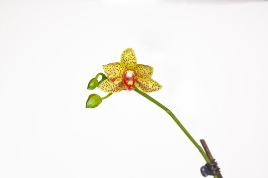  exotic tropical yellow ochid phalaenopsis in bloom isolated on white background