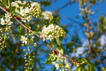 Bird-cherry tree blossom in spring. 
Branch with bird cherry flowers against the blue sky