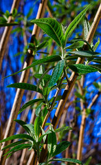 The first shoots of a summer lilac, which can already be discovered in Germany in winter due to the higher temperatures of climate change.