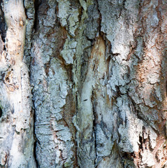Bark of an old dry birch tree in a forest close up. Bark texture