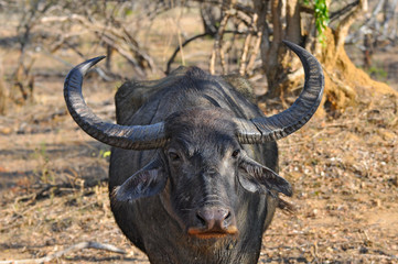 The Wild Asian water buffalo in Yala National Park of Sri Lanka (Bubalus arnee). Close-up.