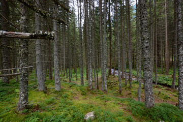 beautiful landscape in northern Styria, Austria