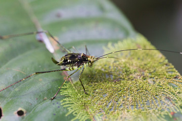 grasshopper on leaf