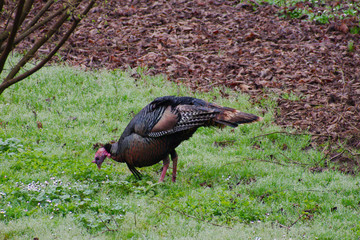 Wild Turkey