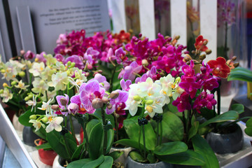 Beautiful multicolored mini phalaenopsis orchid in flower pots. Сolorful Orchid flowers in pots at a flower show