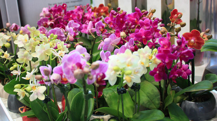 Fototapeta na wymiar Beautiful multicolored mini phalaenopsis orchid in flower pots. Сolorful Orchid flowers in pots at a flower show