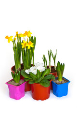 spring flowers in pots isolated on white