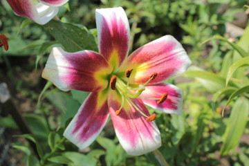 Fototapeta na wymiar Crimson Lily with white tips on the petals.