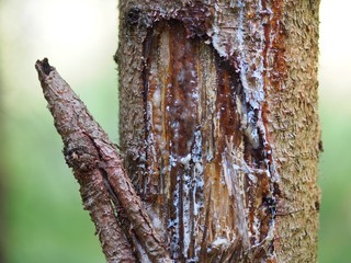 Verletzung - Harz verschließt Wunde in der Baumrinde