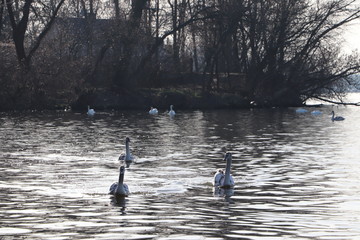 Młode Łabędzie, Jezioro Zegrzyńskie © Monika