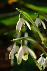 Snowdrops, Jersey, U.K. Winter flowering plant in sunshine.