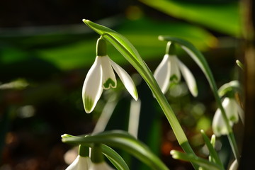 Obraz premium Snowdrops in jersey, uk, in Winter sunlight.