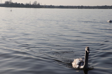Młode Łabędzie, Jezioro Zegrzyńskie © Monika