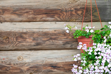 Background made of dark old-fashioned wood with small flowers and leaves in pot. Unpainted blank background with horizontal stripes.