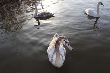Młode Łabędzie, Jezioro Zegrzyńskie © Monika