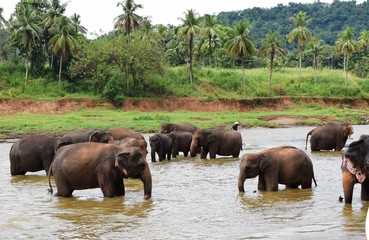 The Asian elephant is the largest living land animal in Asia.