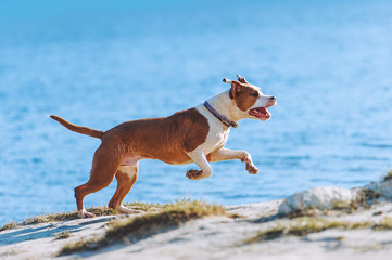 A beautiful white-brown male dog breed American Staffordshire terrier runs and jumps against the background of the water. A young puppy gallops along the beach in bright sunlight