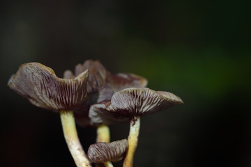 Close-up of a group of lamella mushrooms standing in the shade in front of a green background and illuminated by little light.
