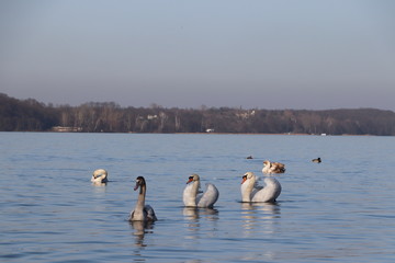 Łabędzie, samce bronią terytorium, Jezioro Zegrzyńskie © Monika