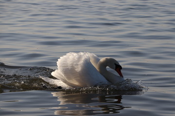 Łabędź, samiec broni terytorium, Jezioro Zegrzyńskie © Monika