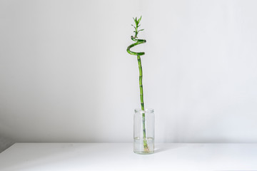 simple minimalist style with a spinned bamboo plant on the shelf at home in the glass bottle with water