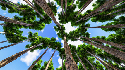 Forest and Tree Background 3D Rendering