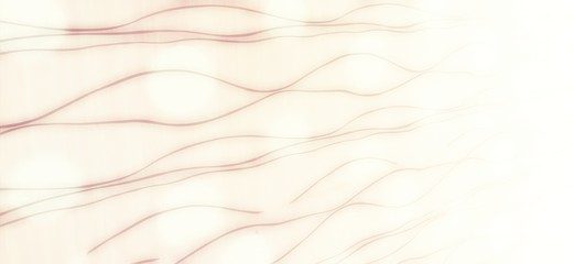 feather on white background