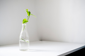 the home garden, a simple glass bottle with a plant on the shelf at home,minimalist concept style