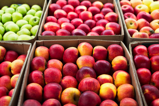 Red yellow green fresh juicy apples different of sorts in cardboard box. Agricultural fruits grown in the garden. Delicious healthy food, diet. Natural vitamins. Autumn harvest. Organic product.