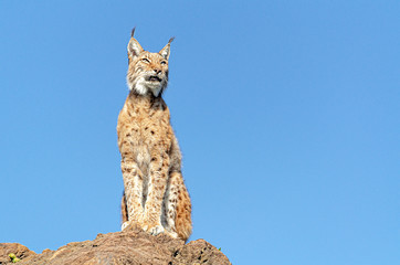 Lynx ibérique assis sur un rocher de profil