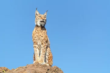 Crédence de cuisine en verre imprimé Lynx Lynx ibérique assis sur un rocher de profil