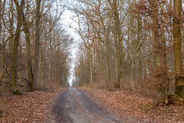 Obraz premium Ein Weg im Wald ohne Blätter zur Winterzeit.