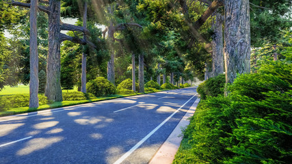 Street to Forest 3D Rendering