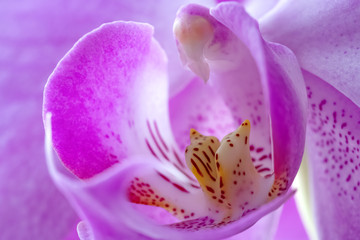 closeup flower of pink orchid