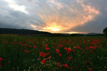 Poppy sunset